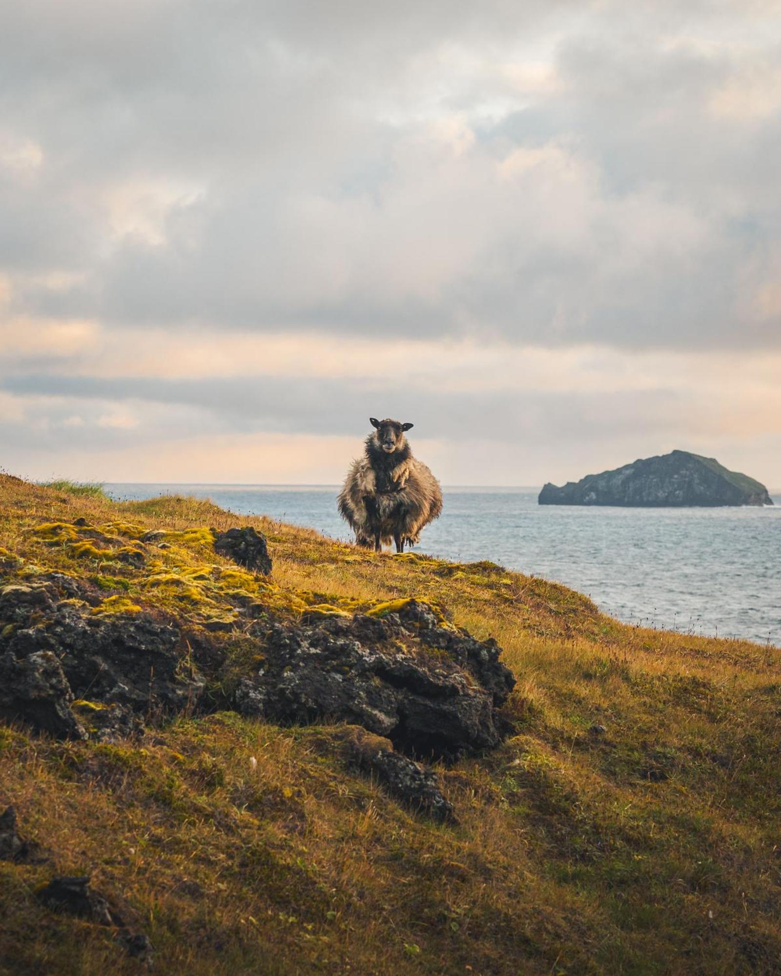 Westman Islands Inn Vestmannaeyjar Ngoại thất bức ảnh